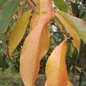 Prunus padus automne P1D